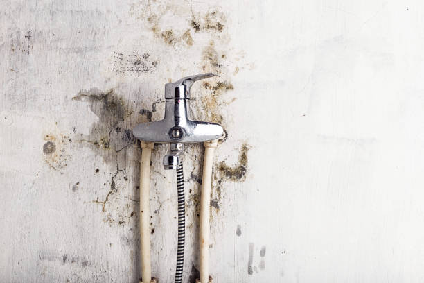 Best Certified Mold Removal  in Westernport, MD