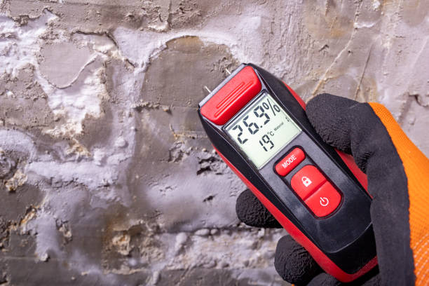Best Local Mold Removal Service  in Westernport, MD