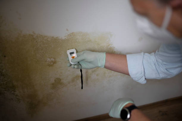 Best Affordable Mold Removal  in Westernport, MD