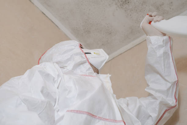 Best Toxic Mold Removal  in Westernport, MD