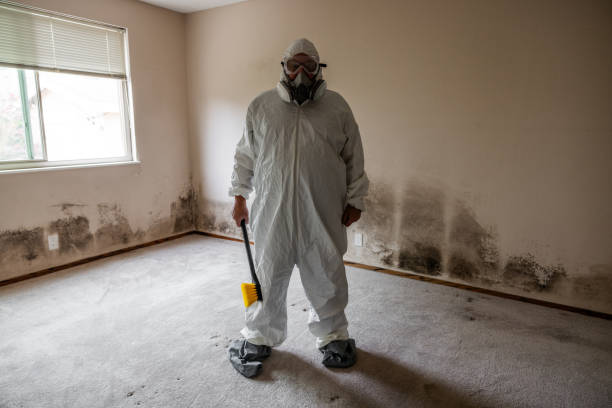 Best Black Mold Removal  in Westernport, MD