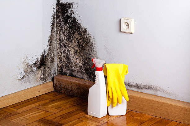 Best Fast Mold Removal  in Westernport, MD