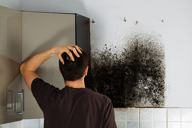 Best Emergency Mold Removal  in Westernport, MD